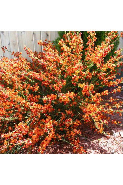 Рокитник Лена в доросла рослина